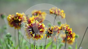 Sundance Wildflowers in a Breeze 4K UHD