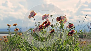 Sundance Wildflowers on a Windy Field 4K UHD