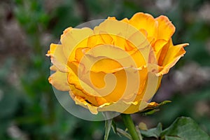 Sundance Yellow Rose