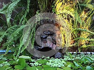 A sundappled fish pond in the caribbean