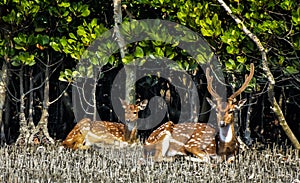 sundarban deer beautiful morning pose