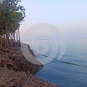 Sundarban delta largest mangrove forest and home of royal bengal tiger