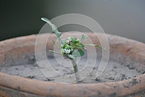 Sundarban Fresh Round Red Chilli plant