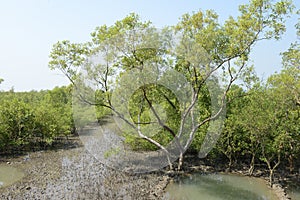 Sundarban Of India