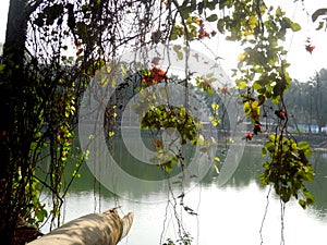 Sundarban Mangrove forest