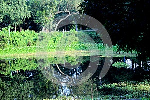 Sundarban Mangrove forest