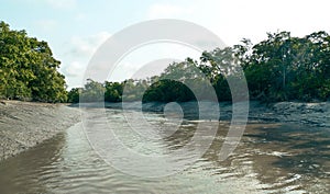 Sundarban Reserve Forest of Bangladesh the largest mangrove forest in the world