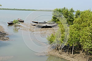 Sundarban River