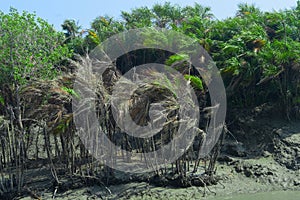 Sundarban trees . wiew from boat