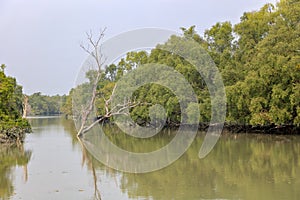 sundarbans in bangladesh