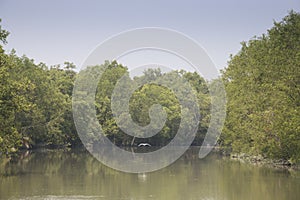 Sundarbans national park in Bangladesh