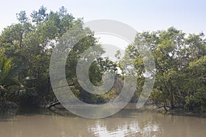 Sundarbans national park in Bangladesh