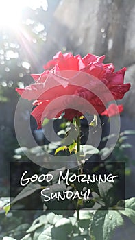 Sunday card and greeting with single red rose and the sunshine. Good morning Sunday. Happy Sunday