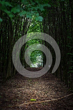 Walk in a forest germany