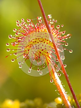 Sundew