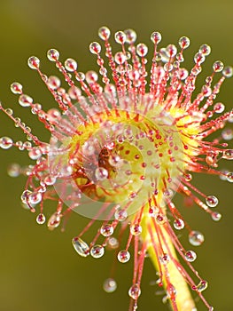 Sundew