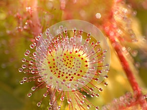 Sundew