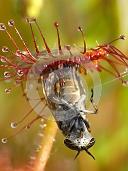 Sundew