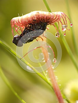 Sundew