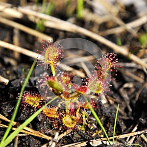 Sundew