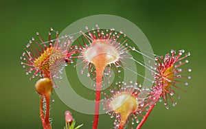 Sundew