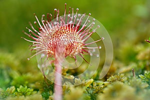 Sundew carnivorous plant