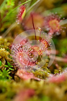 Sundew carnivorous plant