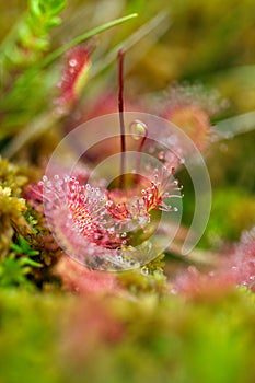 Sundew carnivorous plant