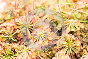 Sundew (Carnivorous Plant)