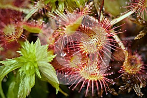 Sundew carnivorous plant