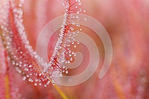 Sundew carnivorous plant close-up