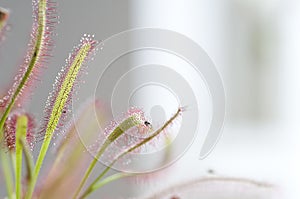 Sundew carnivorous plant close-up