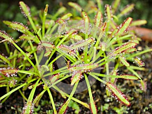 Sundew carnivorous plant ,Drosera anglica