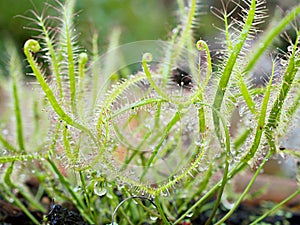 Sundew carnivorous plant ,Drosera anglica ,insectivorous plants, meat-eating