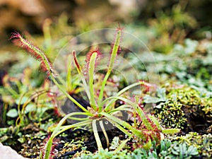 Sundew carnivorous plant ,Drosera anglica ,insectivorous plants, meat-eating