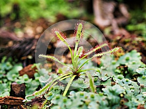 Sundew carnivorous plant ,Drosera anglica ,insectivorous plants, meat-eating, sticky carnivorein