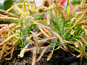 Sundew carnivorous plant ,Drosera anglica ,insectivorous plants, meat-eating, sticky carnivorein