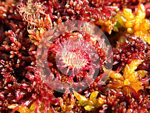 Sundew, a carnivorous plant in herault, languedoc, france