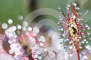 Sundew, catched an insect