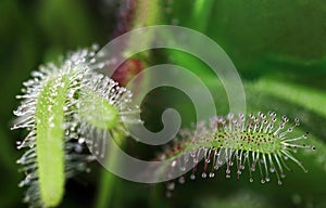 The sundew catches insects with its sticky droplets