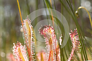 Sundew Drosera anglica, a closeup with sunlight