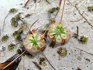 Sundew Drosera Burmannii carnivorous plant