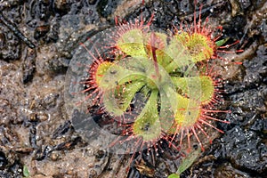 Sundew (Drosera burmannii Vahl)