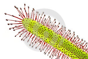 Sundew (Drosera capensis)