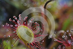 Sundew - drosera flower closeup