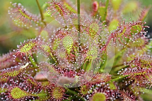 Sundew drosera intermedia