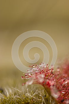 Sundew drosera intermedia outside in nature,belgium