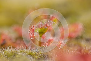 Sundew drosera intermedia outside in nature,belgium