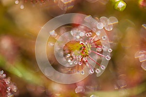 Sundew drosera intermedia outside in nature,belgium