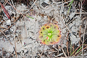 Sundew or Drosera tokaiensis Carnivorous Plant